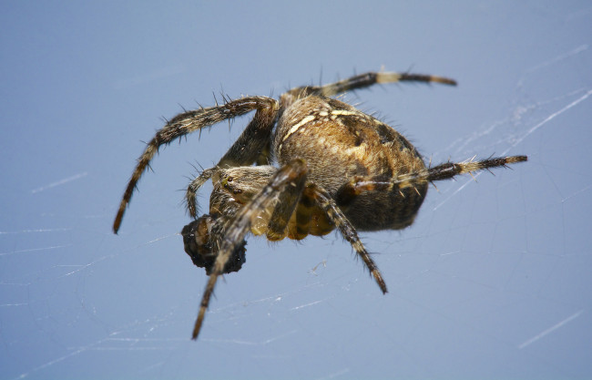Обои картинки фото животные, пауки, паутина, фон, паук, колоски, макро, трава