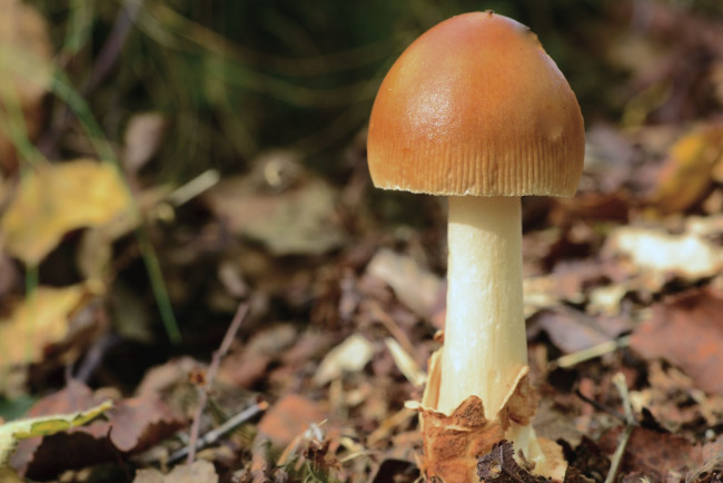 Обои картинки фото природа, грибы, макро, один, шляпка, ядовитый, поганка, гриб