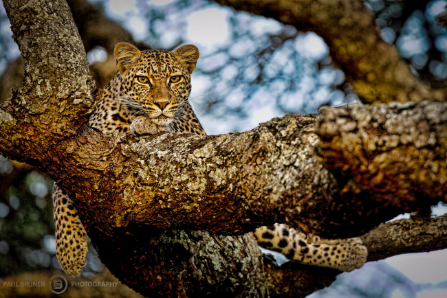 Обои картинки фото животные, леопарды, боке, дерево, леопард