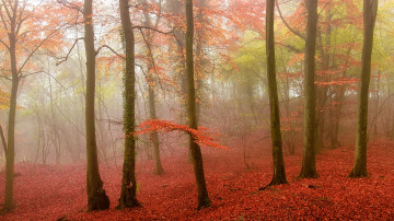 Картинка природа лес туман осень листья деревья
