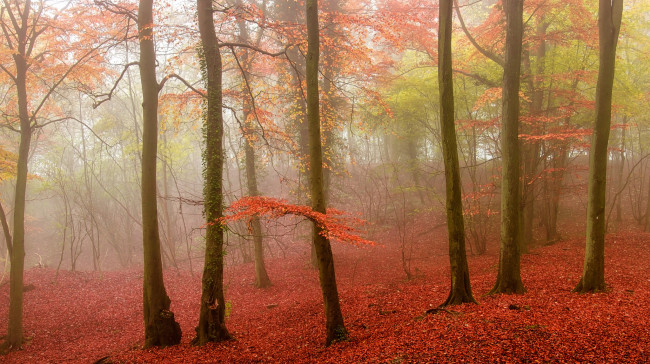 Обои картинки фото природа, лес, туман, осень, листья, деревья