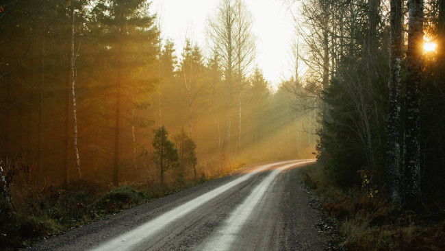 Обои картинки фото природа, дороги, дорога, лес, утро, туман