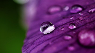 Картинка природа макро роса капли фиолетовый лепесток