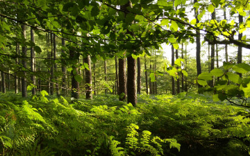 Картинка природа лес деревья папоротник зелень листья ветки