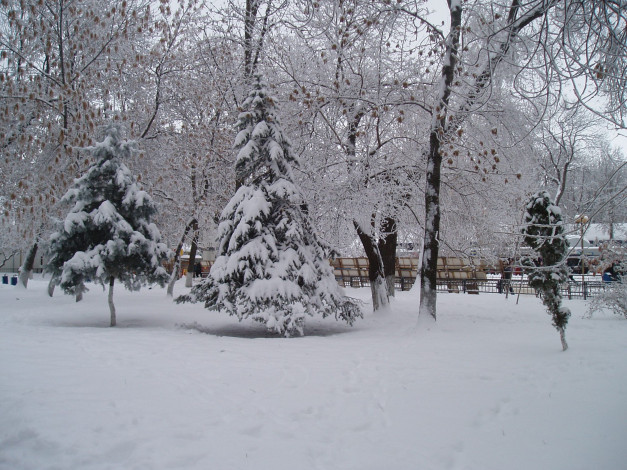 Обои картинки фото елка зимой, природа, деревья, лес, зимой, зима, снег, зимний парк, парк зимой, парк, природа зимой, зимний лес