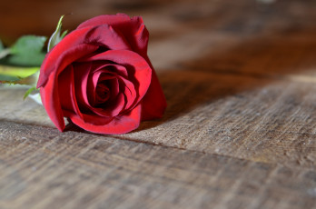 Картинка цветы розы цветок бутон роза