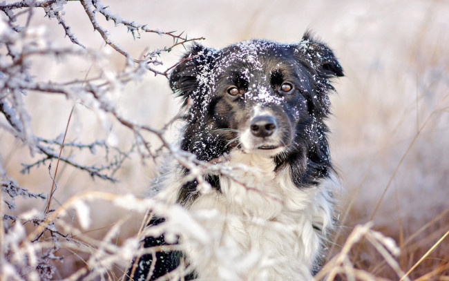 Обои картинки фото border collie, животные, собаки, белый, собака, снег, зима, черный, бордер-колли