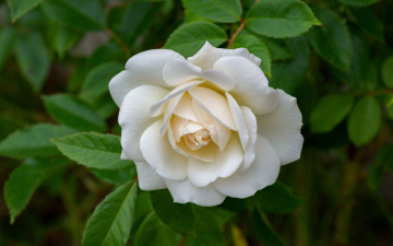 Картинка цветы розы белая роза макро
