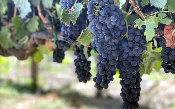 Картинка природа ягоды +виноград грозди виноград