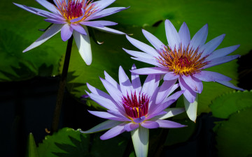 Картинка цветы лилии+водяные +нимфеи +кувшинки листья лилии водяные трио