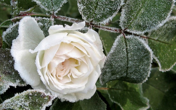 Картинка цветы розы роза белая листья изморозь