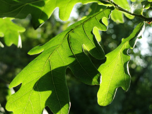 Картинка природа листья дубовый зеленый