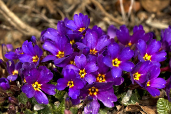 Картинка цветы примулы примула много фиолетовый