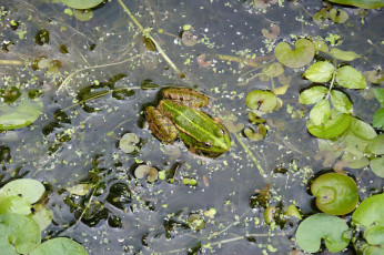 Картинка животные лягушки трава лужа вода