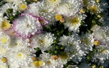 Картинка цветы хризантемы лепестки белые