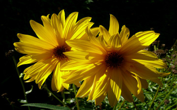 Картинка цветы рудбекия жёлтый