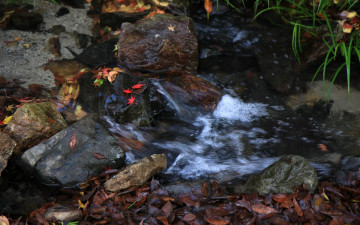 Картинка природа реки озера камни вода листья