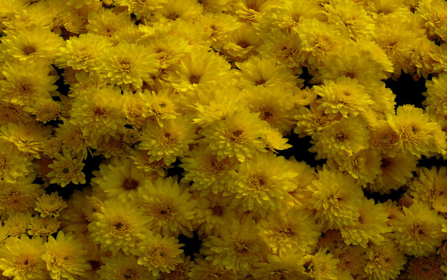 Обои картинки фото цветы, хризантемы, много, жёлтые