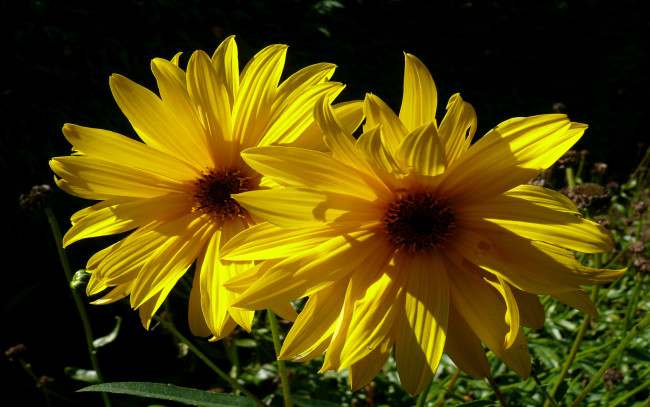 Обои картинки фото цветы, рудбекия, жёлтый