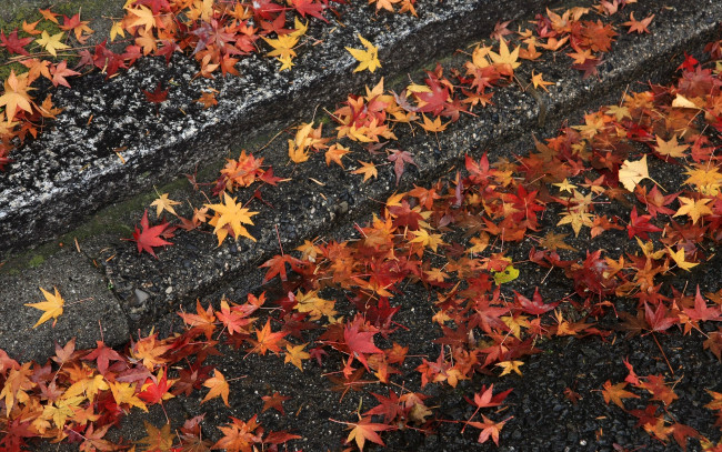 Обои картинки фото природа, листья, камень, осень