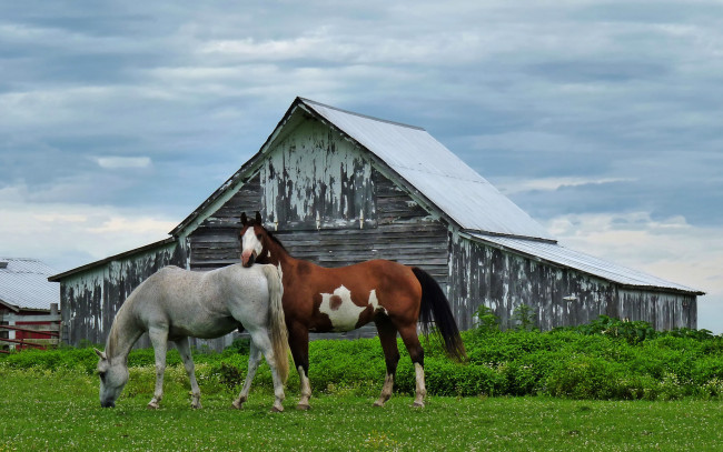 Обои картинки фото животные, лошади, небо, трава, сарай