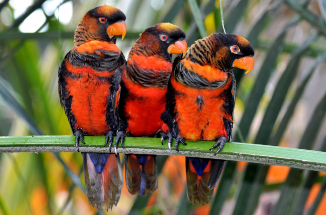Обои картинки фото животные, попугаи, оранжевый, любопытство