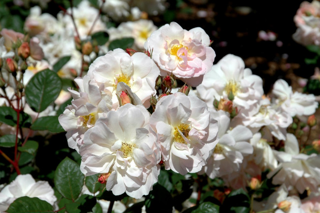 Обои картинки фото цветы, розы, белый, много, куст