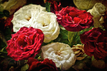 Картинка цветы розы красный белый