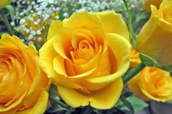 Картинка цветы розы желтые рзы
