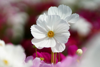 Картинка цветы космея белый лепестки