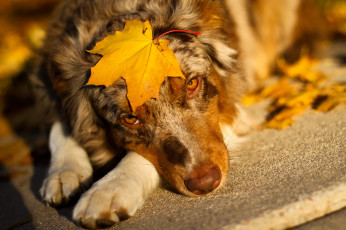 Картинка животные собаки австралийская овчарка взгляд лист