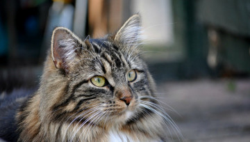 Картинка животные коты кот взгляд
