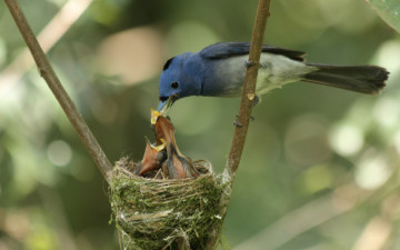 Картинка животные гнезда птиц кормление птенцы птица прутики гнездо мать
