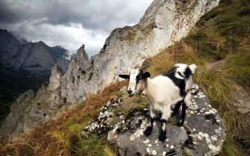 Картинка животные козы козёл горы природа
