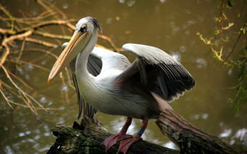 Картинка животные пеликаны pelican птица природа