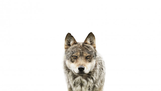 Обои картинки фото животные, волки, серый, wolf, white, волк