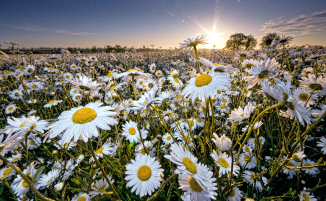 Обои картинки фото цветы, ромашки, белый, луг, солнце