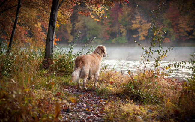 Обои картинки фото животные, собаки, осень, друг, собака, лес, река