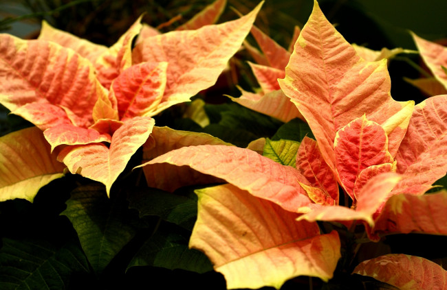 Обои картинки фото цветы, пуансеттия, листья, оранжевый