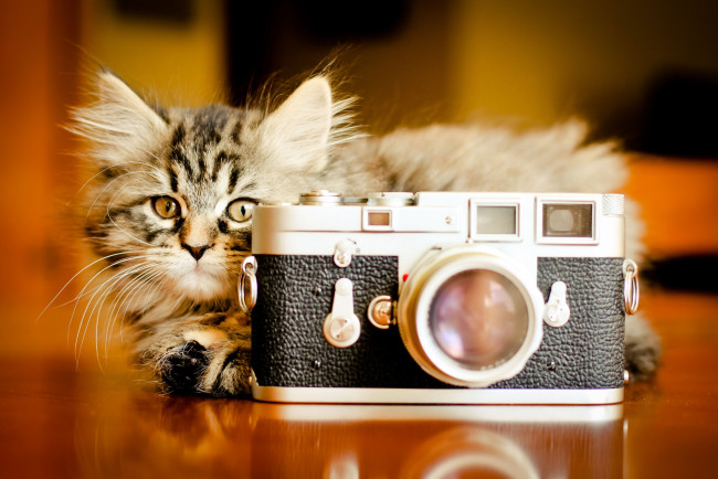 Обои картинки фото животные, коты, котёнок, фотоаппарат