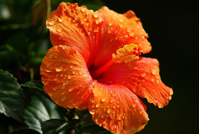 Обои картинки фото цветы, гибискусы, капли, оранжевый