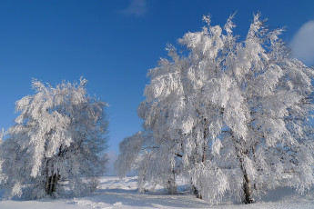 Картинка природа зима деревья пейзаж снег