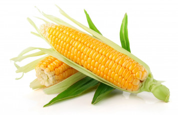 обоя еда, кукуруза, початки, зерна, листья