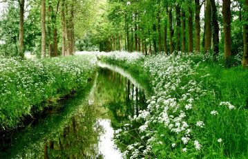 Картинка природа реки озера ручей лес цветы трава