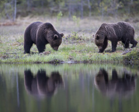 Картинка животные медведи трава отражение деревья озеро лес