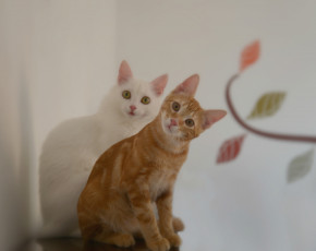 Картинка животные коты взгляд узор удивление стена рыжий белый