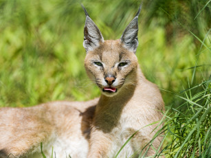 Картинка животные рыси морда кошка каракал зелень свет солнце язык уши