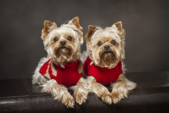 Картинка животные собаки парочка двойняшки йоркширский терьер