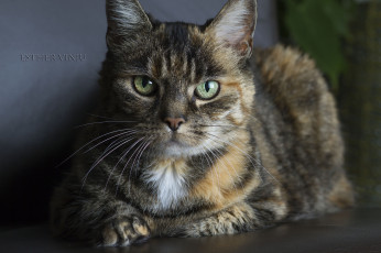 Картинка животные коты киса кошка коте взгляд усы ушки зелёные глаза трёхцветная