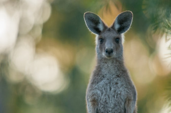 Картинка животные кенгуру взгляд портрет